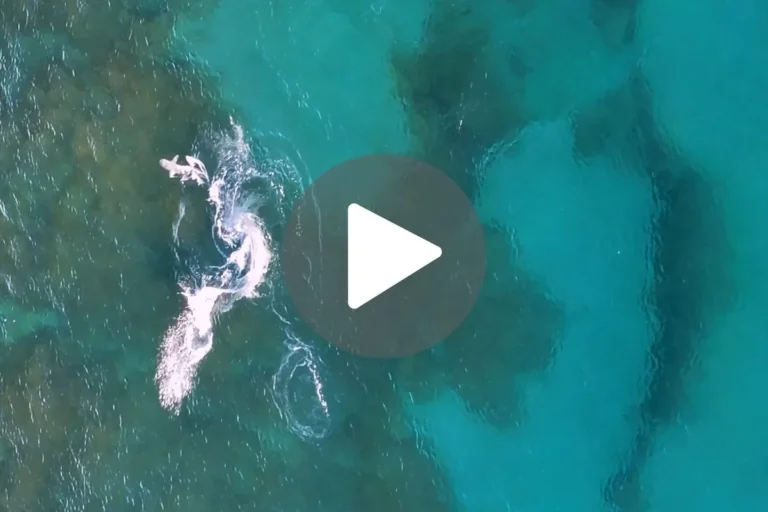 A drone view of a hammerhead shark attacking another shark in the water off South Florida